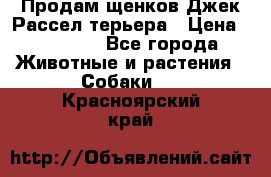 Продам щенков Джек Рассел терьера › Цена ­ 25 000 - Все города Животные и растения » Собаки   . Красноярский край